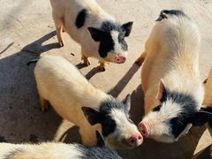 -石家庄市动物园