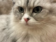 -Let's go狗咖·猫咖·奶狗·桌游(春熙路IFS店)