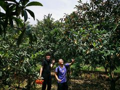 -塘栖枇杷特色园区