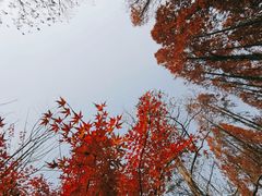 -东平国家森林公园
