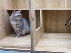 -爱洗澡的猫(天河路店)