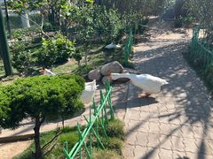 -西霞口神雕山野生动物世界