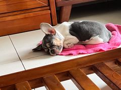 -爱诺耐芙动物医院(万博店)