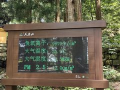 -天目山大树王景区