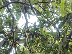 -塘栖枇杷特色园区