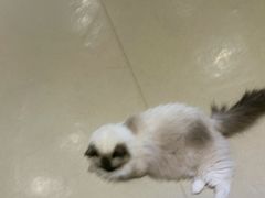 -藏猫猫咖啡主题馆(中央大道店)