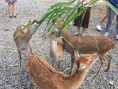 -鹿境梅花鹿生态园区