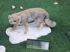 -郑州自然博物馆(惠济区)