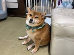 -逗柴咖啡屋·狗咖猫咖宠物桌游