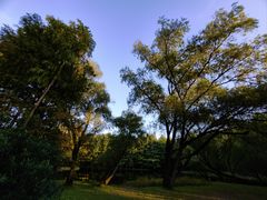 -上海共青森林公园