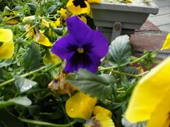 -森居forest休闲咖啡聚集地