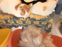 -平行世界·猫咖(首经贸店)