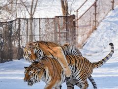 -沈阳森林动物园