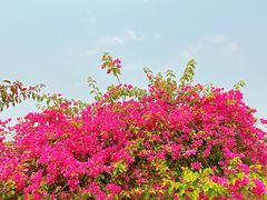 -中国科学院西双版纳热带植物园