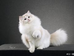 -超宠爱宠物摄影-Super pet