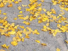 -大兴滨河森林公园