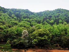 -桃花岭景区