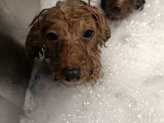 -PETKIT小佩宠物·低压洗护(国顺东路店)