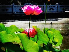 -清晏园