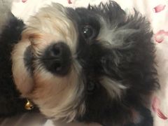 -沐沐家宠物(成寿寺店)