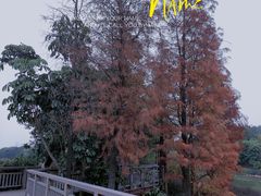 -广东花都湖国家湿地公园