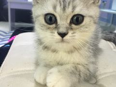 -喵的天空名猫咖啡馆·撸猫·猫舍·用品