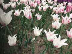 -长春公园(普阳街道)