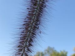 -泰钰丰烤鸭(开发区店)