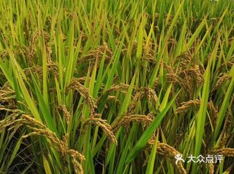 疫情这么久，春天来临了，吴江同里有个蔬菜生产示范基地
