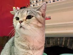 -猫色咖啡·猫咖