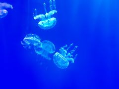 -多彩贵州城极地海洋世界