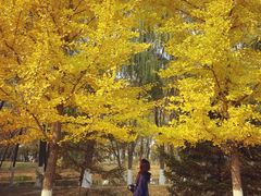 -长白岛森林公园