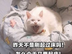 -老爆肚满五香烧牛羊肉