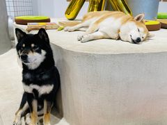 -柴务处·柴犬主题狗咖