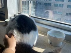 -Cappucimeow猫咪咖啡馆(韦伯时代店)