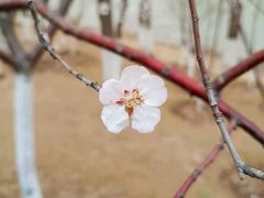 -桃花堤公园