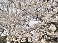 -武汉大学-樱园