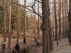 -白水寺森林公园