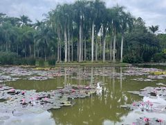 -中国科学院西双版纳热带植物园
