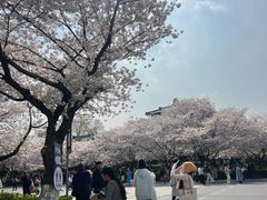 -武汉大学-樱园