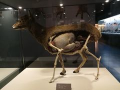 -青藏高原自然博物馆