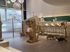-飞行喵MR PILOT|猫舍·猫咖(静安大融城店)