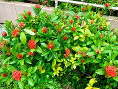 -九龙公园