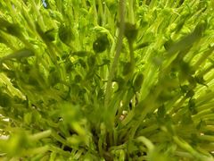 -好彩猪肚鸡(正弘城店)