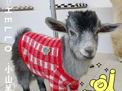 -怪兽屋·羊驼·猫咖·狗咖(俊华广场店)