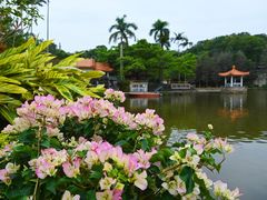 -深圳仙湖植物园
