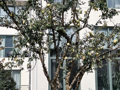 -虹迎轩·中餐厅(虹桥迎宾馆店)