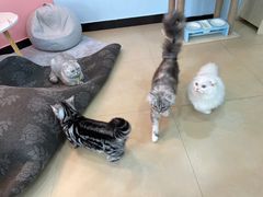 -喵宠乐园·撸猫互动·猫舍