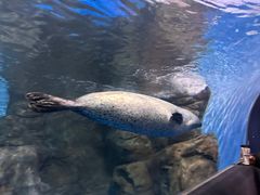 -上海海洋水族馆