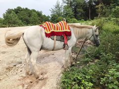 -铁山坪森林公园